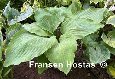 Hosta Lakeside Old Smokey