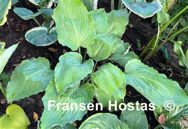 Hosta Lakeside Old Smokey