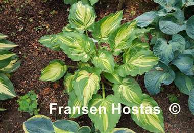 Hosta Lakeside Paisley Print
