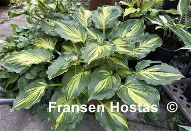 Hosta Lakeside Paisley Print