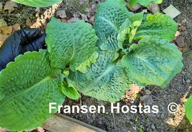 Hosta Lakeside Prophecy