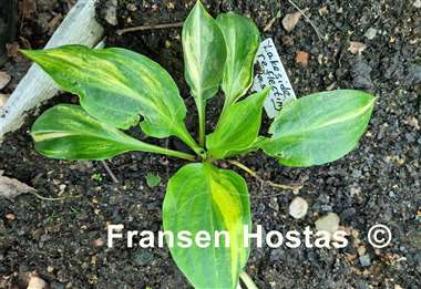 Hosta Lakeside Reflecting Glass