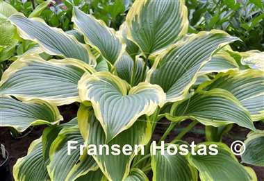 Hosta Lakeside Ring Master