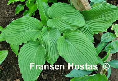 Hosta Lakeside Ripples