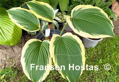 Hosta Lakeside Rocky Top