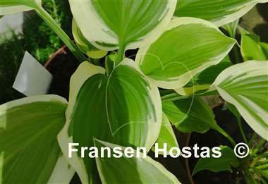 Hosta Lakeside Rocky Top