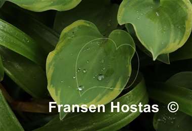Hosta Lakeside Scamp