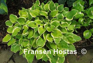 Hosta Lakeside Scamp