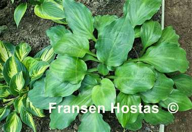 Hosta Lakeside Sir Logan