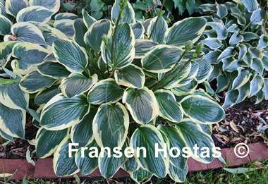 Hosta Lakeside Slick Chick 