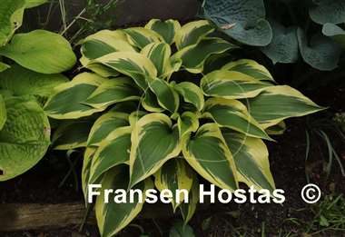 Hosta Lakeside Spruce Goose