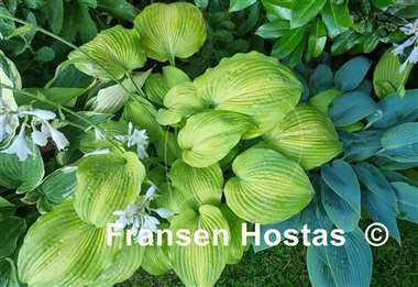 Hosta Lakeside Symphony