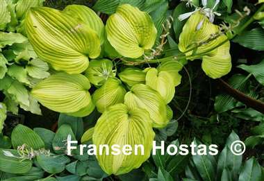 Hosta Lakeside Symphony
