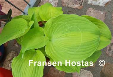 Hosta Lakeside Symphony