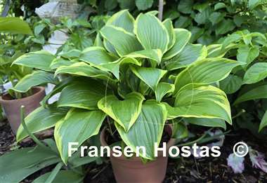 Hosta Lakeside Zesty Zeno