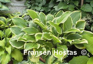 Hosta Lakeside Zesty Zeno
