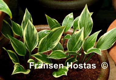 Hosta Lakeside Zinger