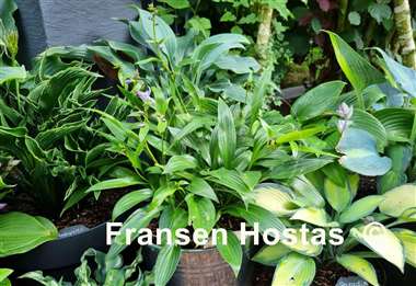 Hosta Lancifolia