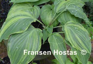 Hosta Laser Game