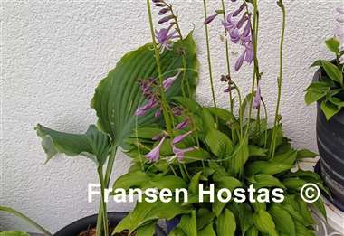 Hosta Laterna Magica