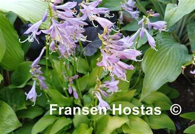 Hosta Laterna Magica