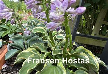 Hosta Laughing Mouse