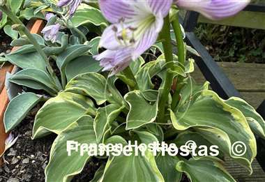 Hosta Laughing Mouse