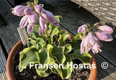 Hosta Laughing Mouse