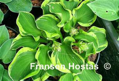 Hosta Laughing Mouse