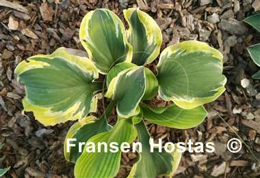 Hosta Laughing Mouse