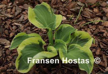 Hosta Laughing Mouse
