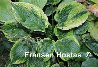 Hosta Laura and Darrell
