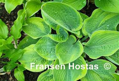 Hosta Laura and Darrell