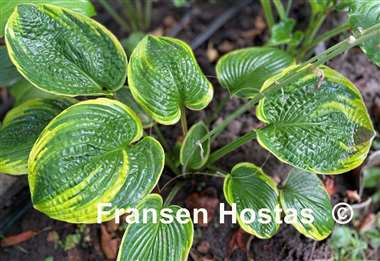 Hosta Laura and Darrell