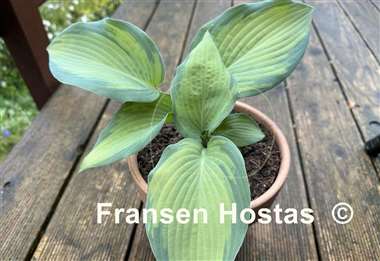 Hosta Lean on Me