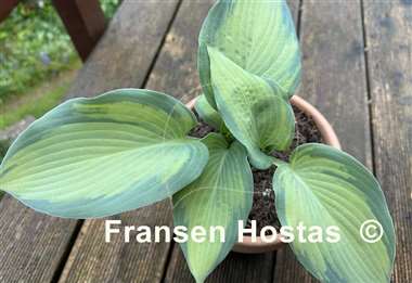 Hosta Lean on Me