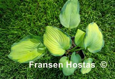 Hosta Lean on Me