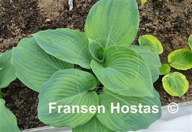 Hosta Lean on Me
