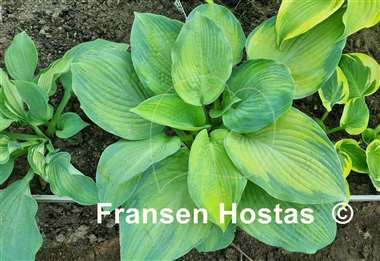Hosta Lean on Me