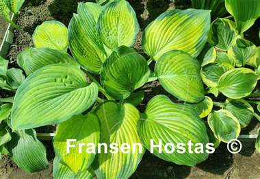 Hosta Lean on Me