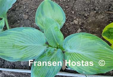 Hosta Lean on Me