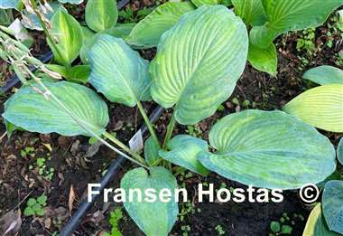 Hosta Lean on Me