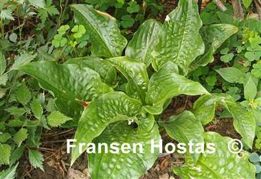 Hosta Leapin' Lizard