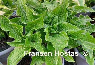 Hosta Leapin' Lizard