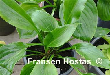 Hosta Leather Gloss
