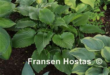 Hosta Leather Gloss