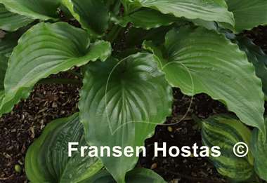 Hosta Leather Gloss