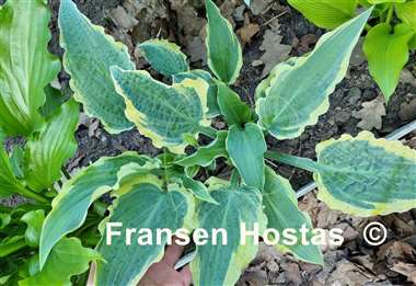 Hosta Leather and Lace