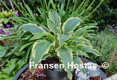 Hosta Leather and Lace