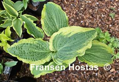 Hosta Leather and Lace